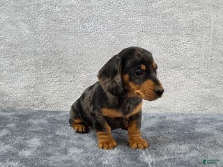Miniature Dachshund dogs Oscar - Ad 16