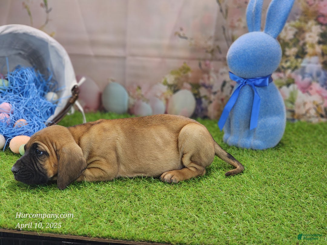 Mixed Breed dogs for sale: 2025 Bloodahoula Male 1 "Huck" - Ad 24