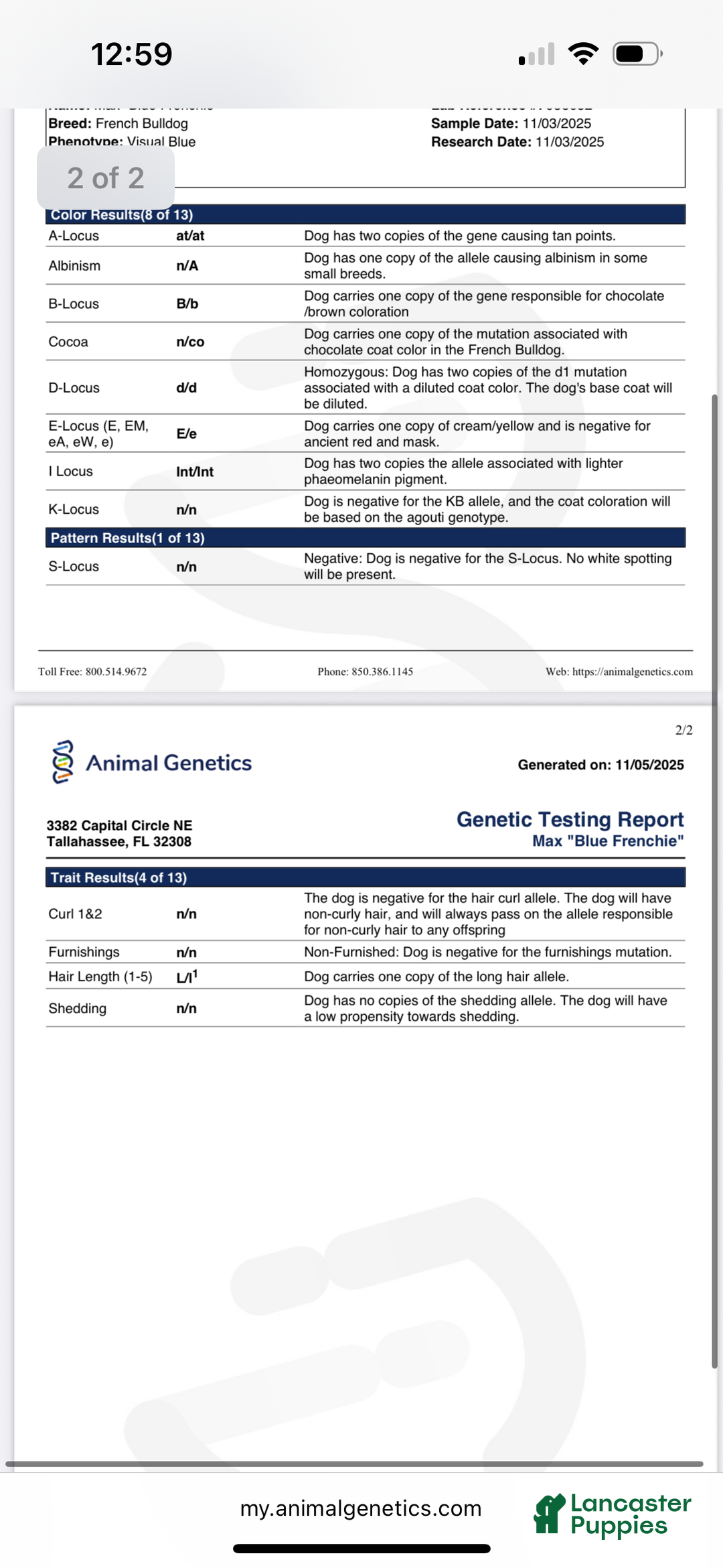 French Bulldog dogs for sale: Diesel - Ad 9