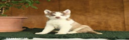 Siberian Husky dogs for sale: Buster - Ad 1
