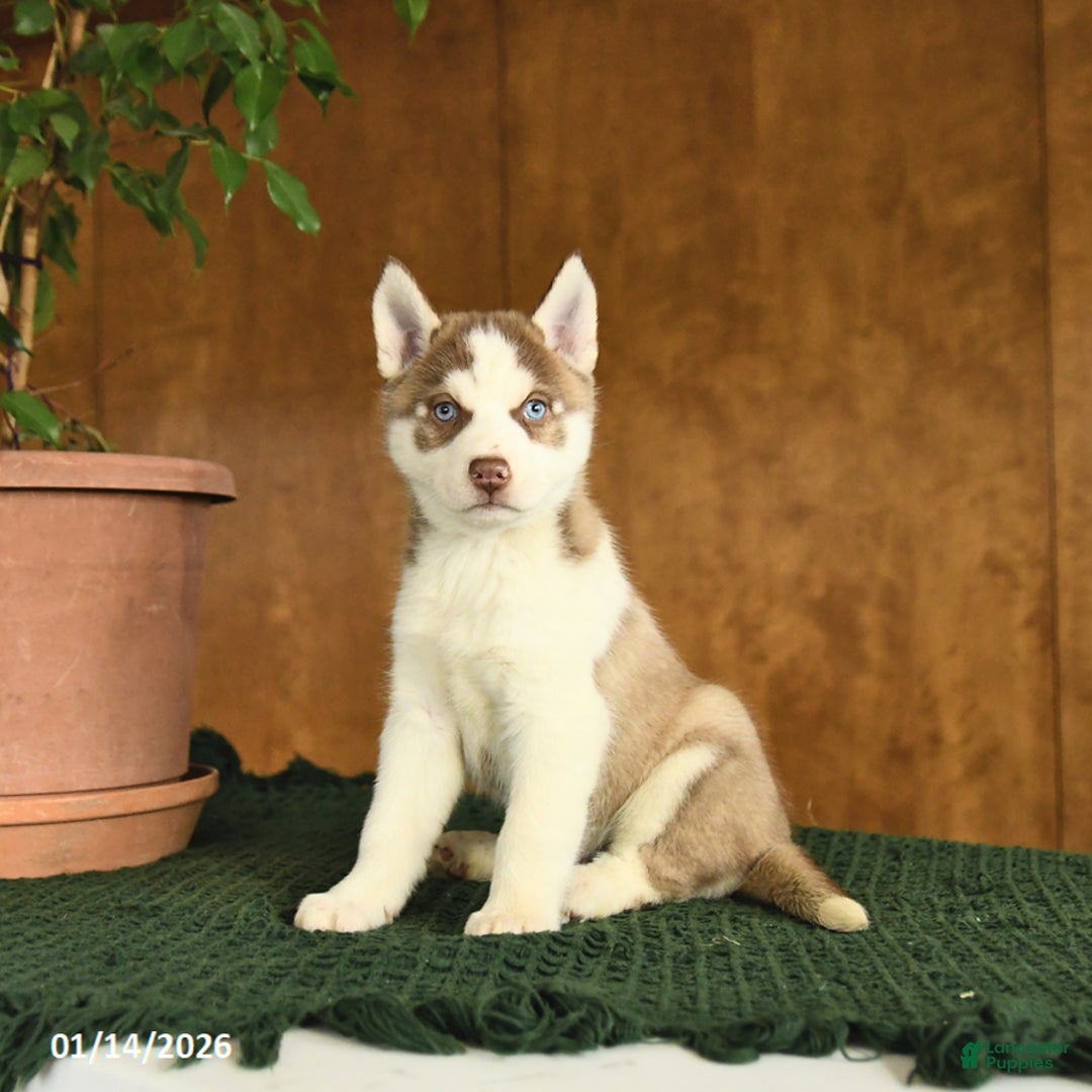 Siberian Husky dogs for sale: Buster - Ad 1