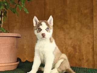 Siberian Husky dogs Buster - Ad 34