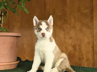 Siberian Husky dogs Buster - Ad 38