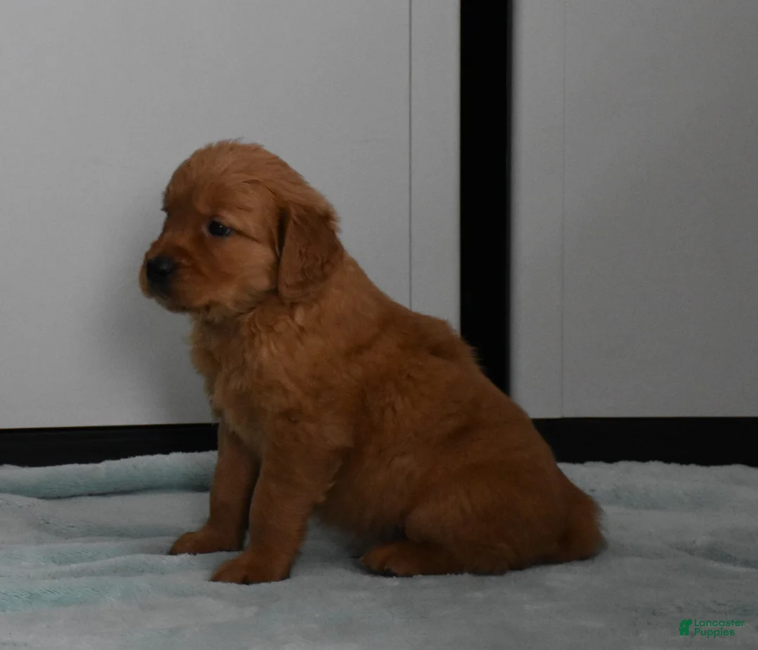 Golden Retriever dogs for sale: Ranger    Genetic/OFA - Ad 11