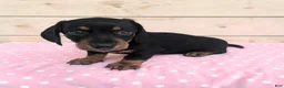 Miniature Dachshund dogs for sale: Sierra - Ad 3