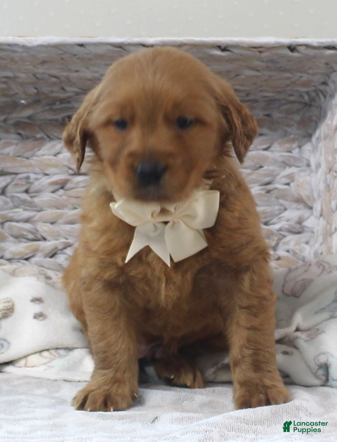 Golden Retriever dogs for sale: Nikki - Ad 3