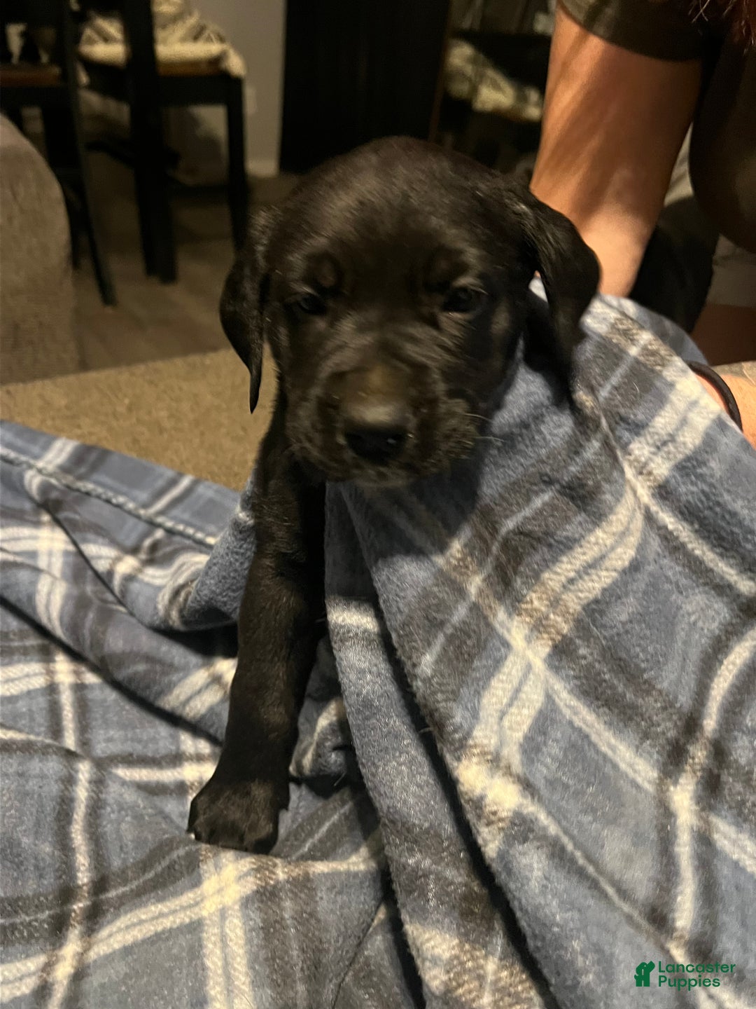 Mixed Breed dogs for sale: Mixed Breed Puppy 3 - Ad 1