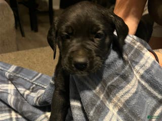 Mixed Breed dogs Mixed Breed Puppy 3 - Ad 40