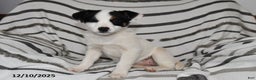 Mixed Breed dogs for sale: Sophie - Ad 1