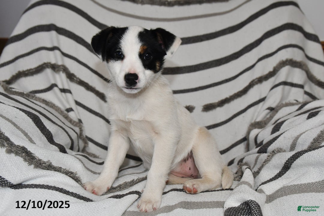 Mixed Breed dogs for sale: Sophie - Ad 1