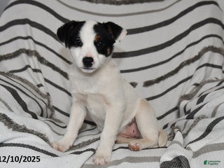 Mixed Breed dogs Sophie - Ad 23