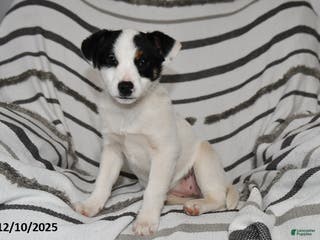 Mixed Breed dogs Sophie - Ad 42