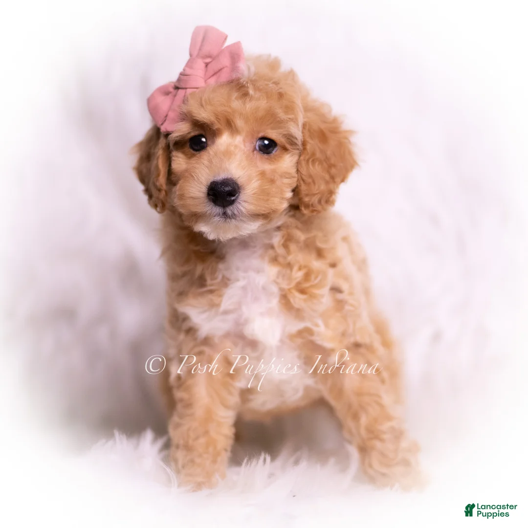 Toy Poodle dogs for sale: Dior - Ad 2