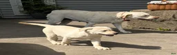 Mixed Breed dogs for sale: Mixed Breed 4 - Ad 5