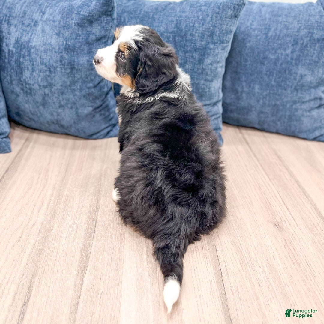 Mini Bernedoodle dogs for sale: Walter - Ad 5