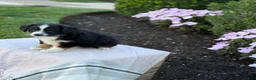 Miniature Australian Shepherd dogs for sale: Auggie - Ad 13