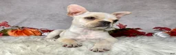 Frenchton dogs for sale: Mr. Oliver  - Ad 6