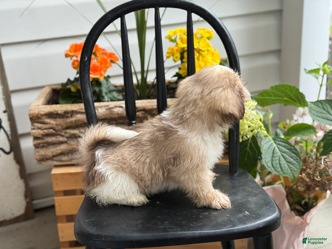 Shih Tzu dogs for sale: Jasper - Ad 2