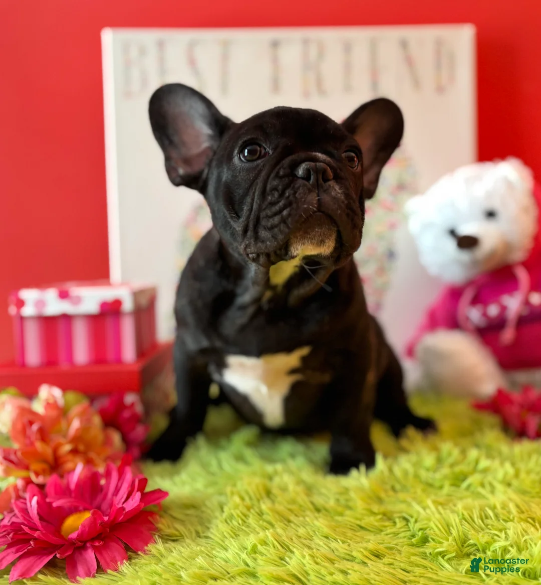 French Bulldog dogs for sale: French Bulldog Puppy 1 - Ad 2