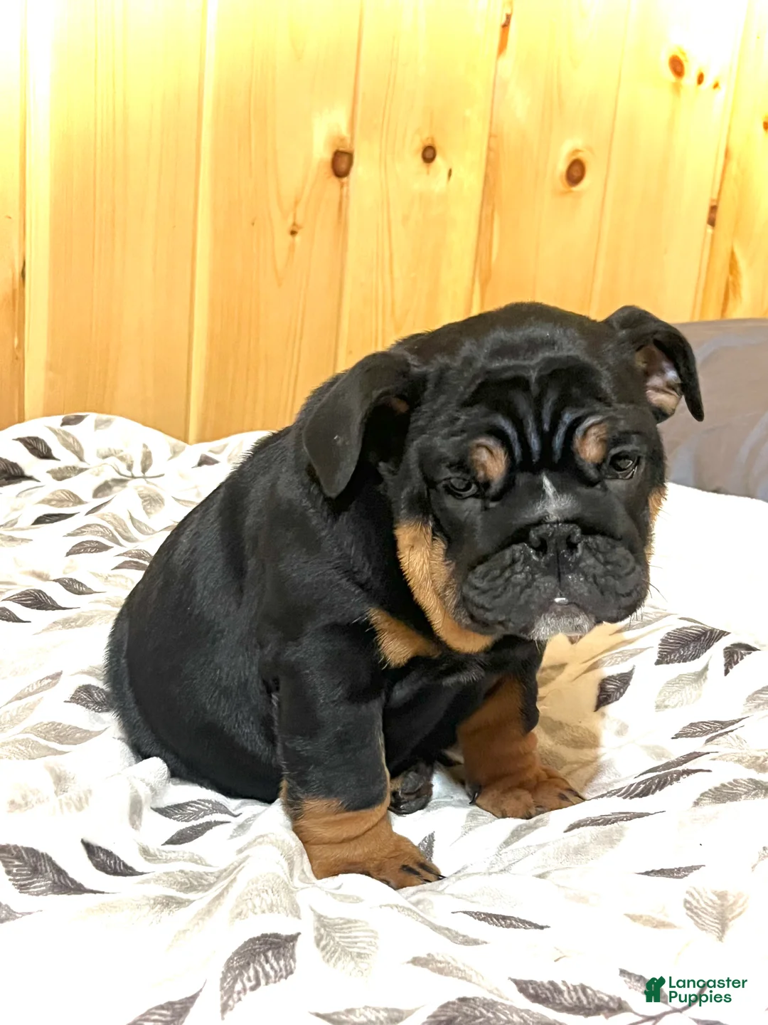 English Bulldog dogs for sale: Grace - Ad 2