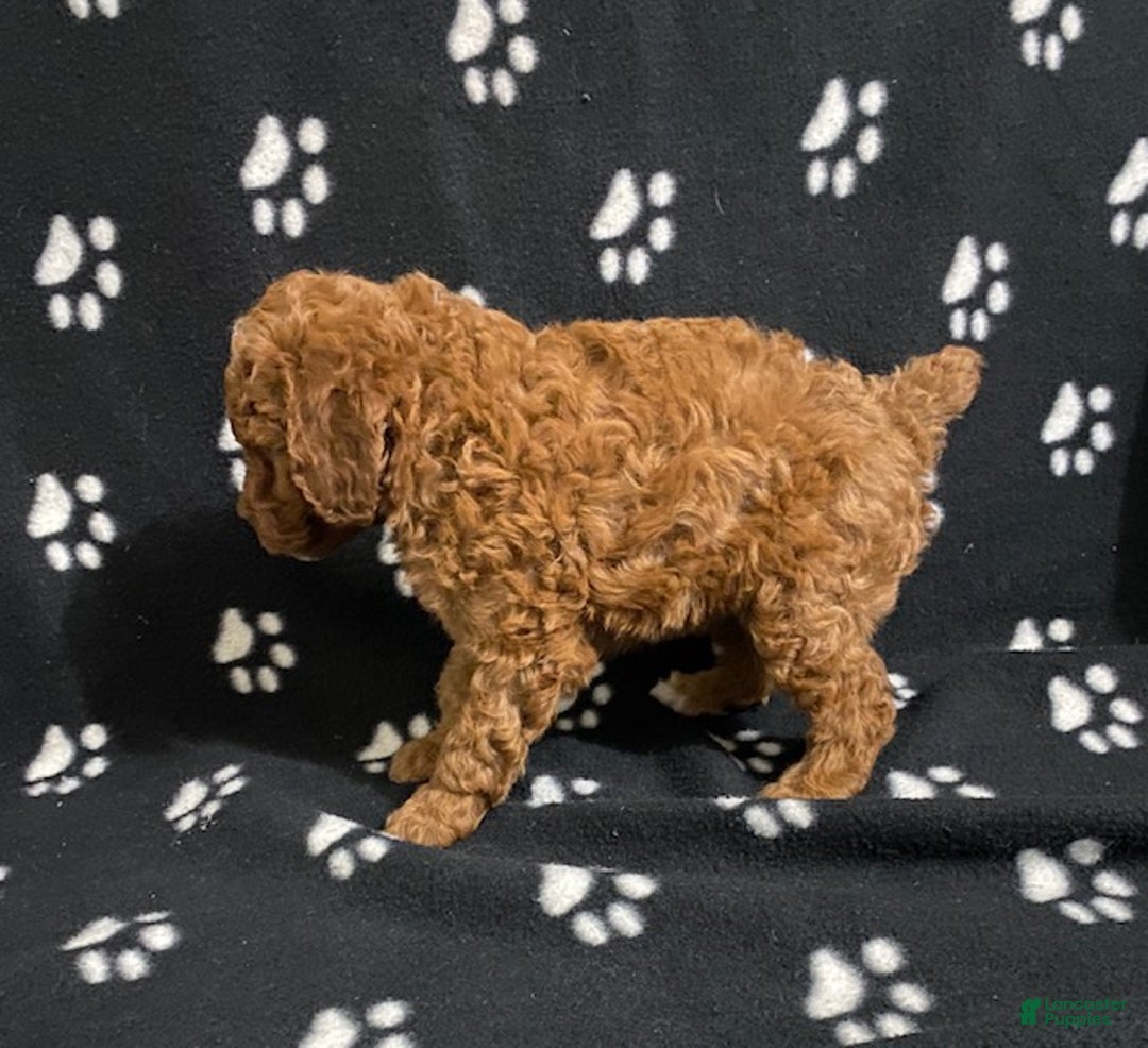 Miniature Poodle dogs for sale: Bo - Ad 2