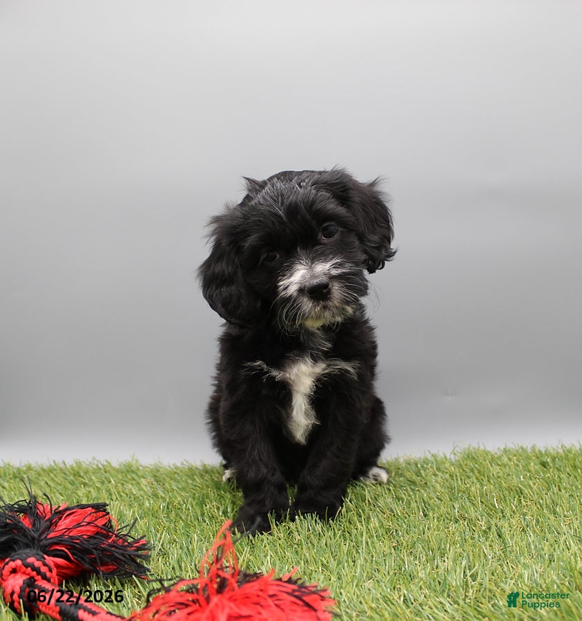 Cockapoo dogs Twinkle - Ad 1