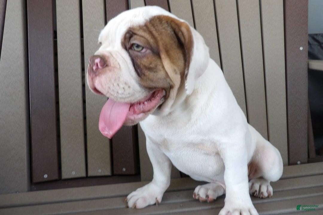 Gallery Image {{count}}