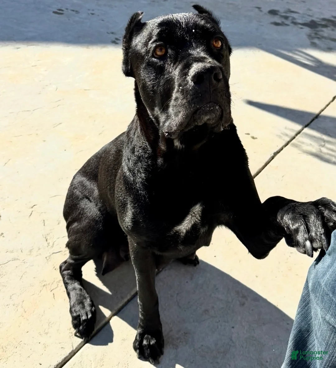 Cane Corso dogs for sale: Cane Corso Puppy 3 - Ad 2