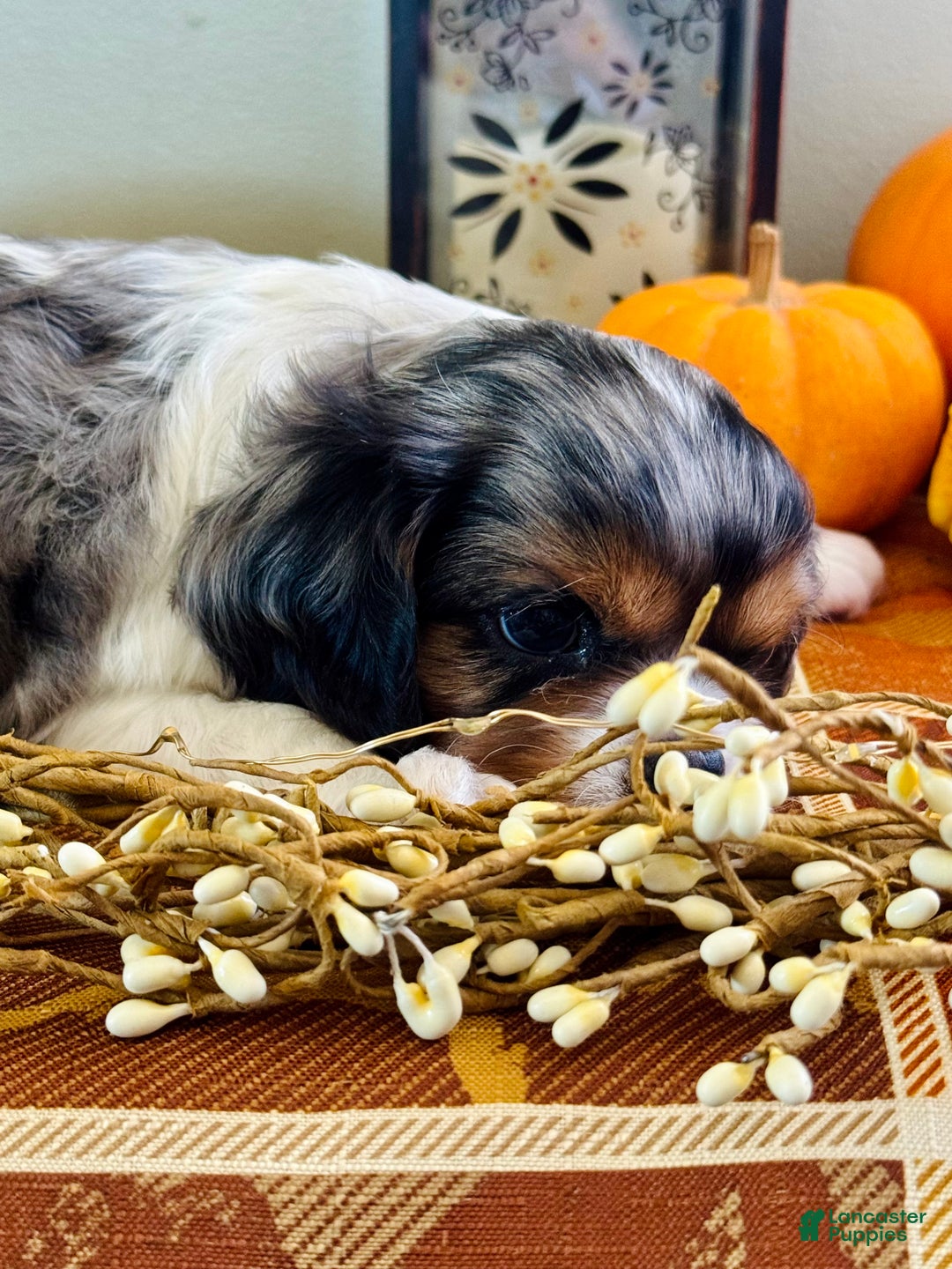 Cavalier King Charles Spaniel dogs for sale: Pearl  - Ad 3