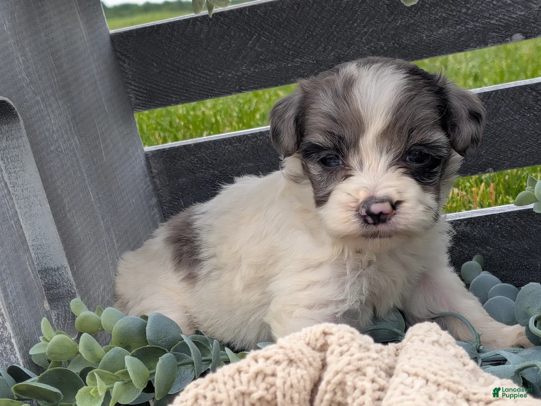 Havapoo dogs for sale: Harper - Ad 2