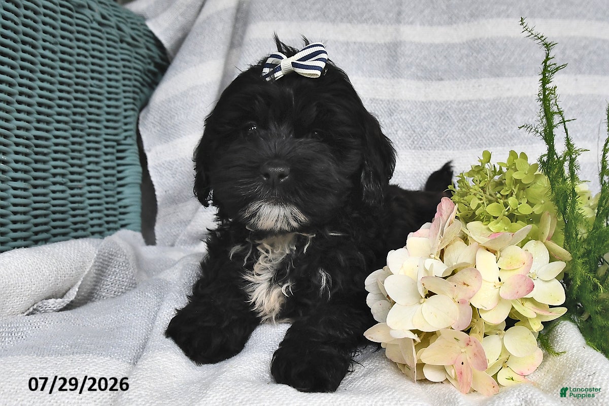 Shihpoo dogs Logan - Ad 1