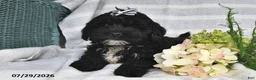 Shihpoo dogs for sale: Logan - Ad 1