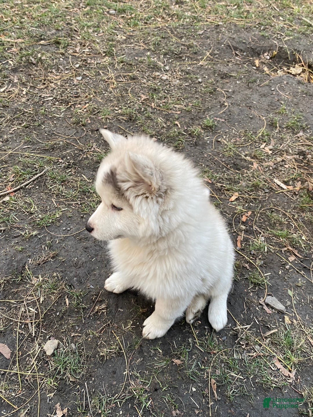 Pomsky dogs for sale: CJ “Caramel Jr” - Ad 6