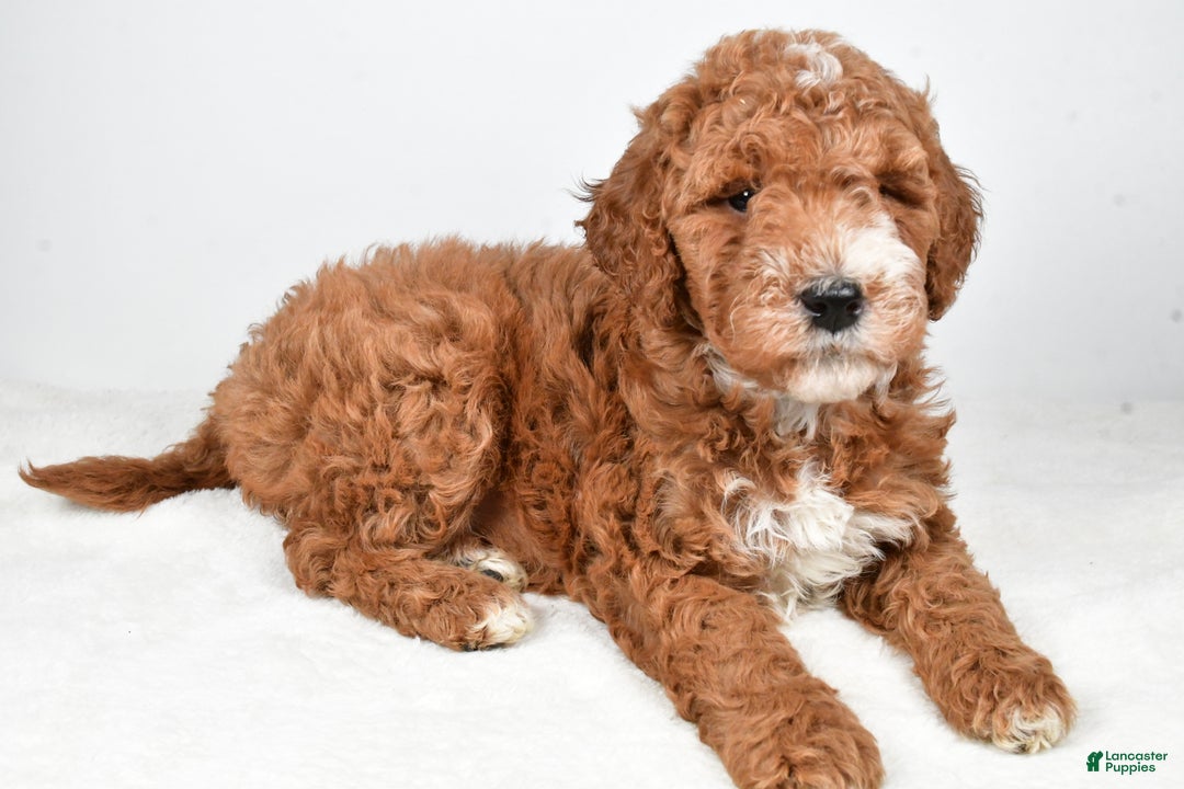 Labradoodle dogs for sale: Nikki - Ad 10