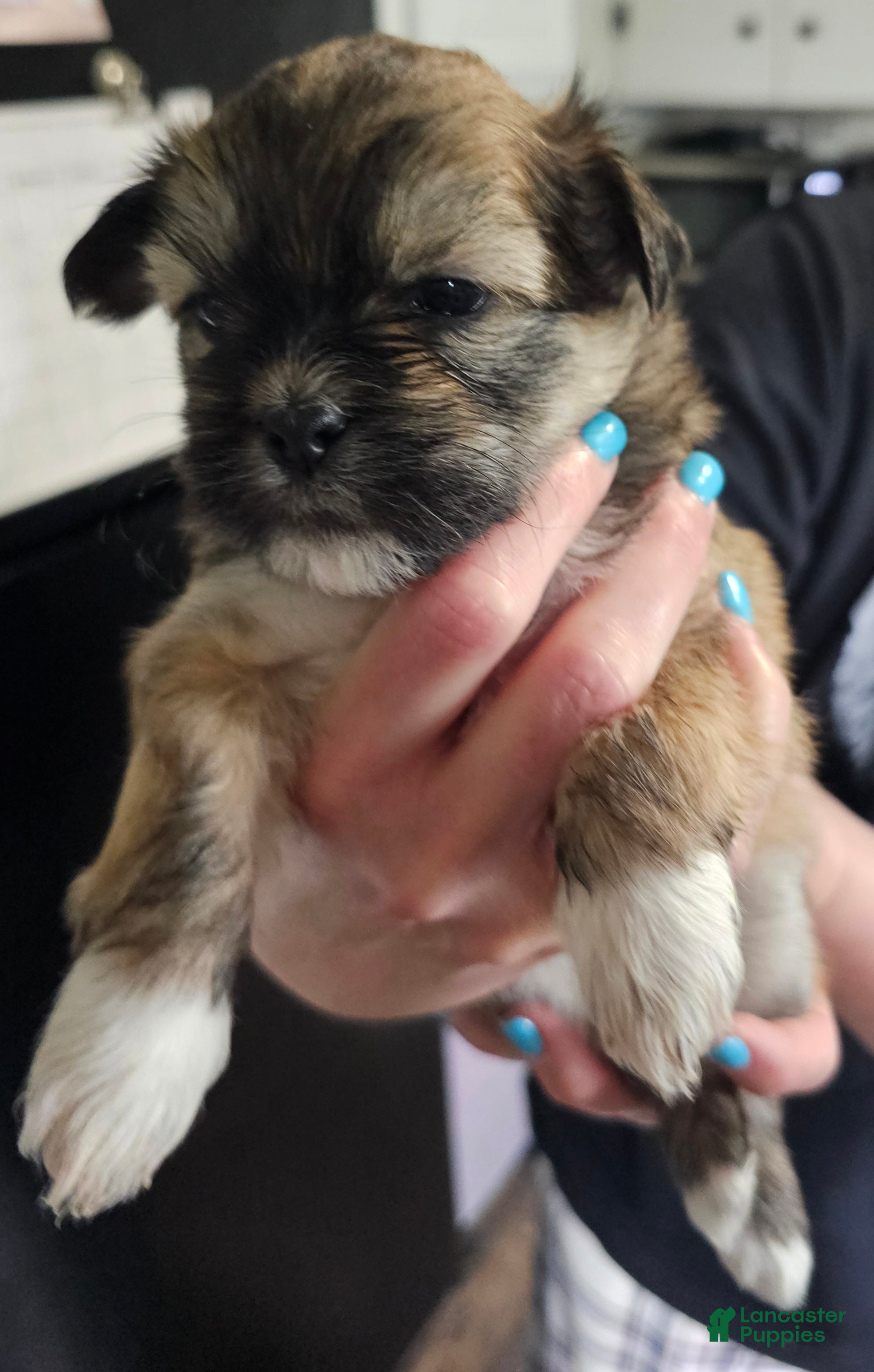 Teddy Bear dogs Sandy - Ad 1