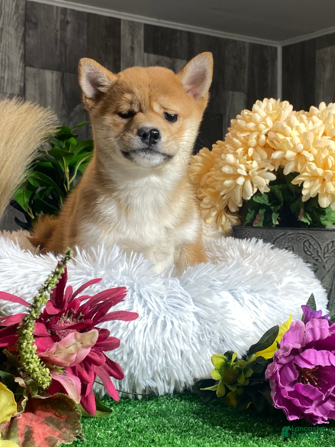 Shiba Inu dogs for sale: Isabella  - Ad 1