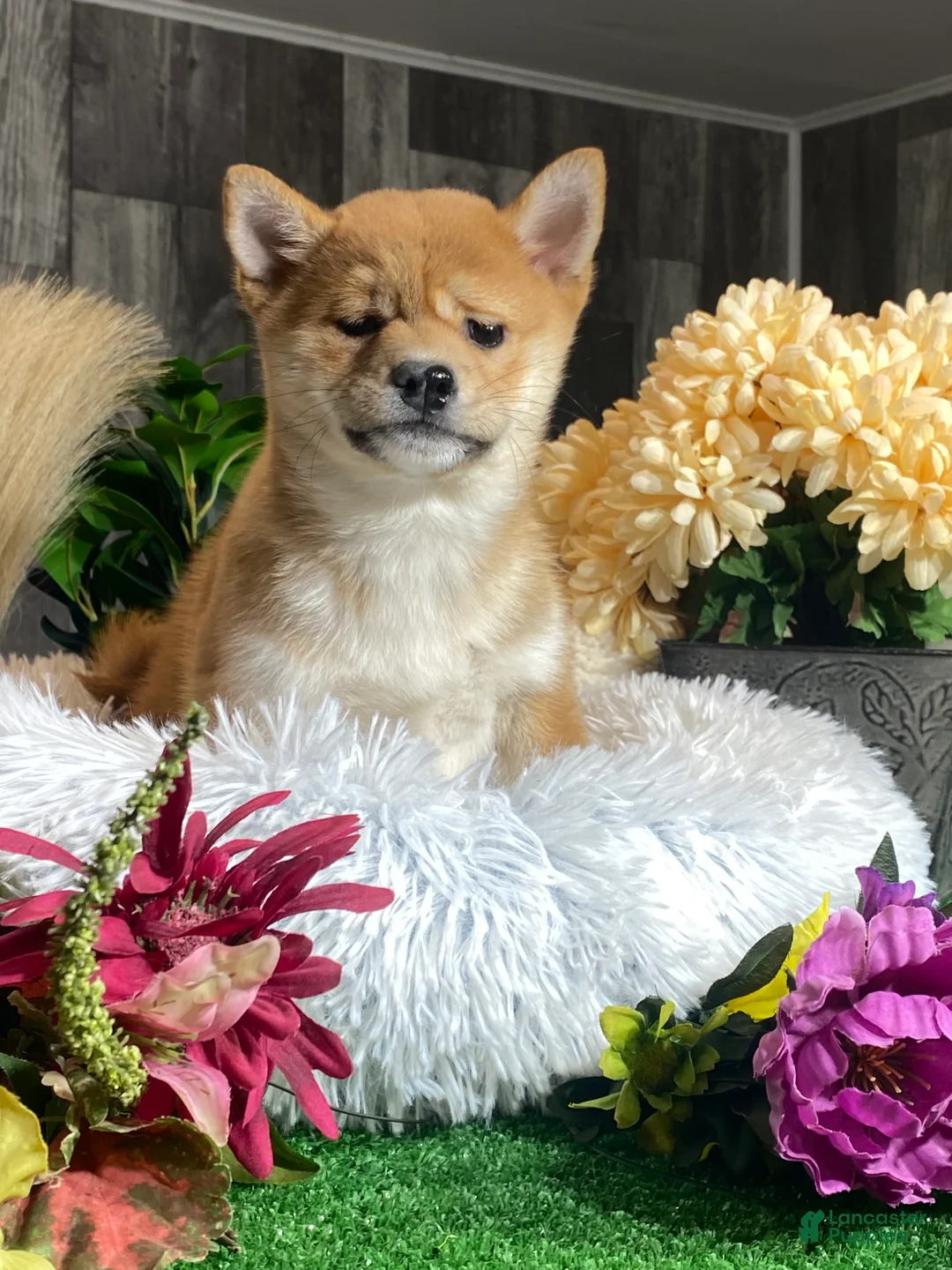 Shiba Inu dogs for sale: Isabella  - Ad 1