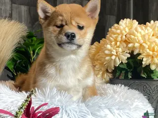 Shiba Inu dogs Isabella - Ad 40