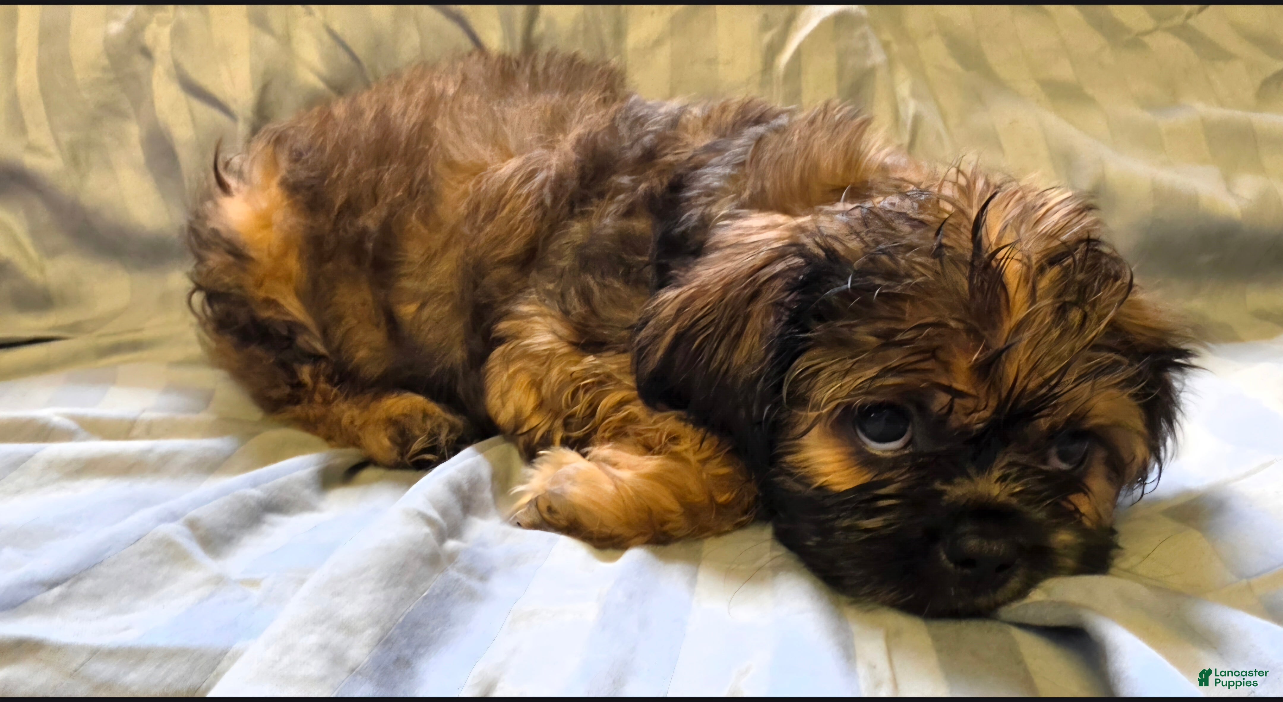 Teddy Bear dogs for sale: Sampson - Ad 1