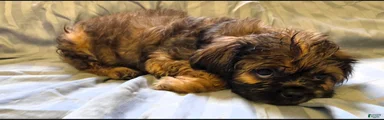 Sampson