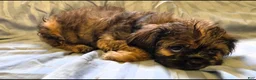 Teddy Bear dogs for sale: Sampson - Ad 1