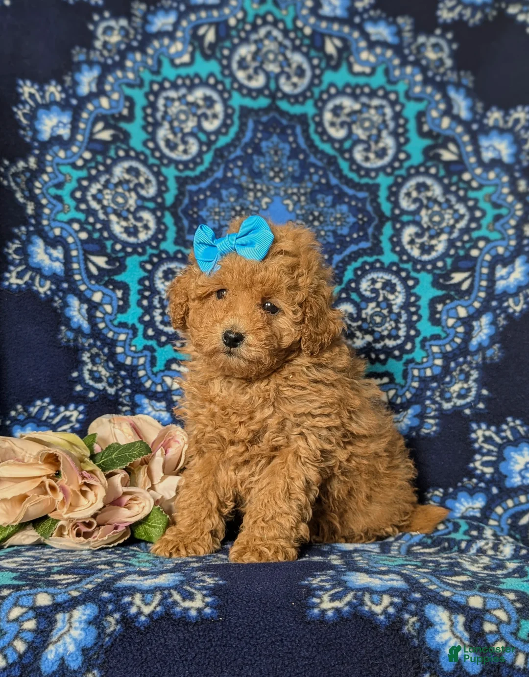 Toy Poodle dogs for sale: Ilyse 8 lbs Full Grown - Ad 1