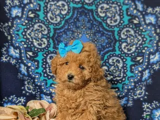 Toy Poodle dogs for sale: Ilyse 8 lbs Full Grown - Ad 2