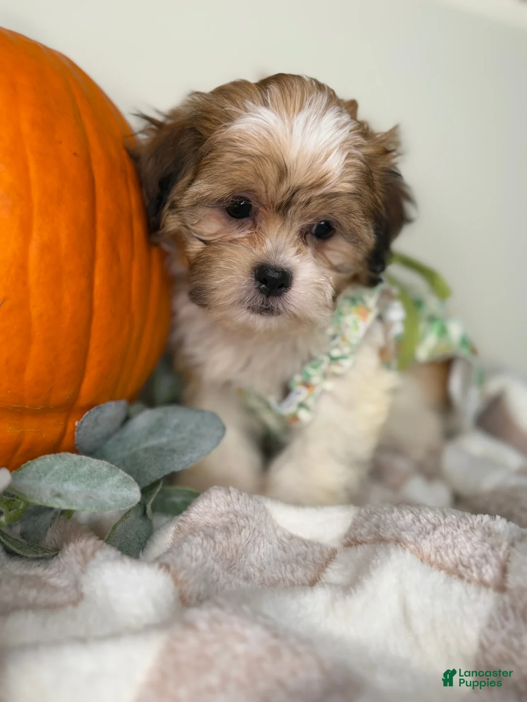 Maltipoo dogs for sale: Clover - Ad 5