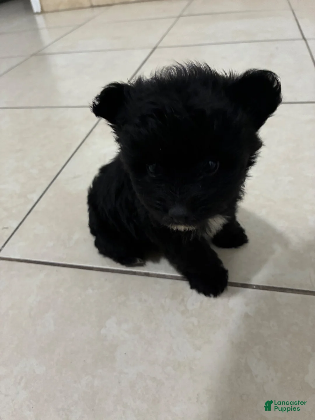Mixed Breed dogs for sale: Mixed Breed 1 - Ad 2