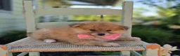 Pomeranian dogs for sale: Sonny - Ad 4