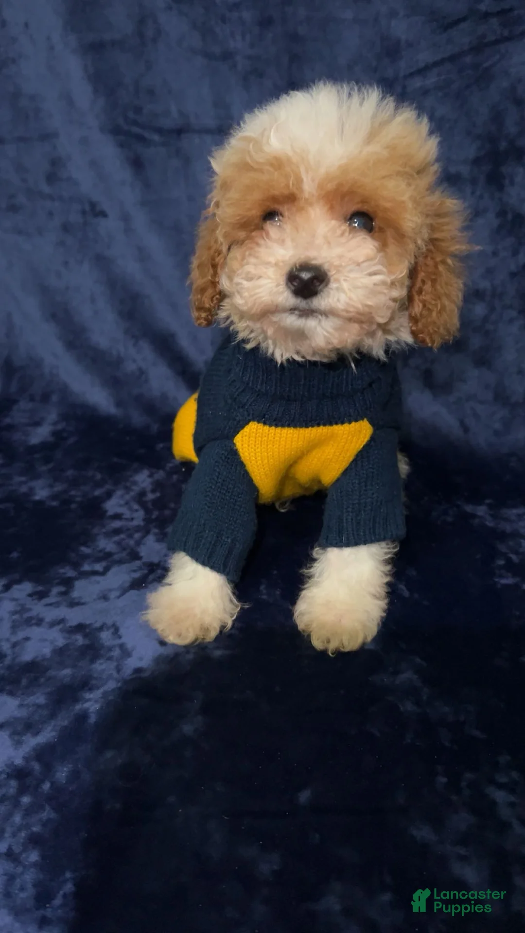 Toy Poodle dogs for sale: Toy Poodle Puppy 1 - Ad 1
