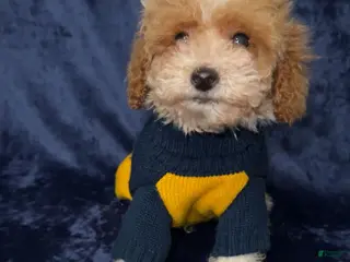 Toy Poodle dogs Toy Poodle Puppy 1 - Ad 34