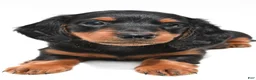 Miniature Dachshund dogs for sale: Knox  - Ad 6