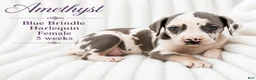 Great Dane dogs for sale: Amethyst  - Ad 5